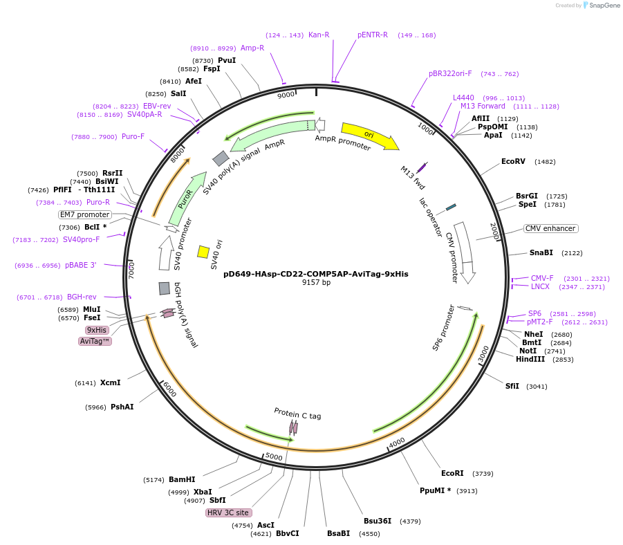 157504-plasmid-map-sequence-id-504973