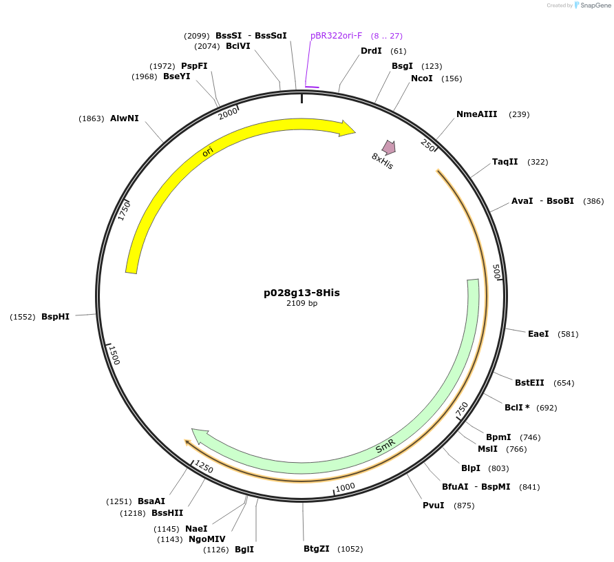 249635-plasmid-map-sequence-id-504976