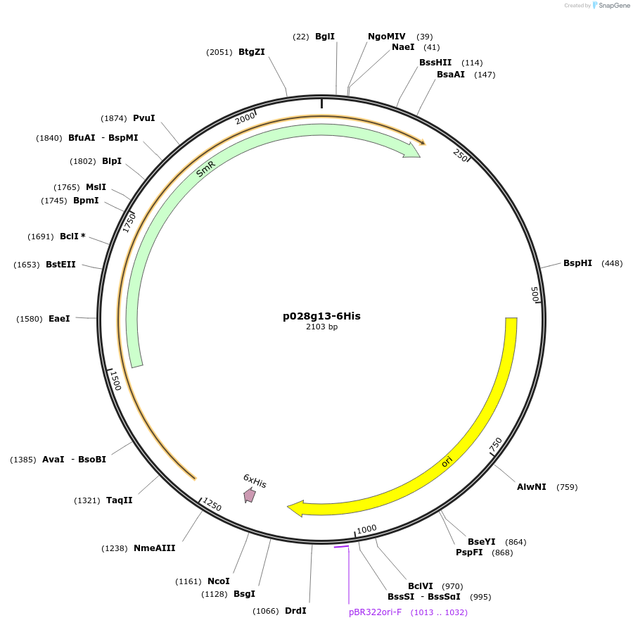 249634-plasmid-map-sequence-id-504977