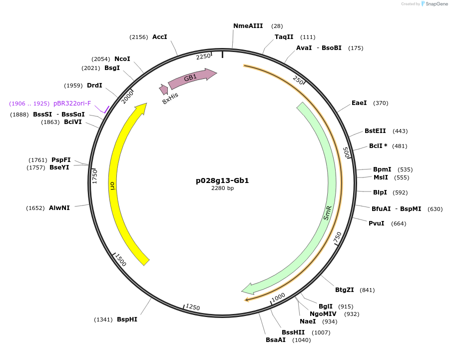 249632-plasmid-map-sequence-id-504978