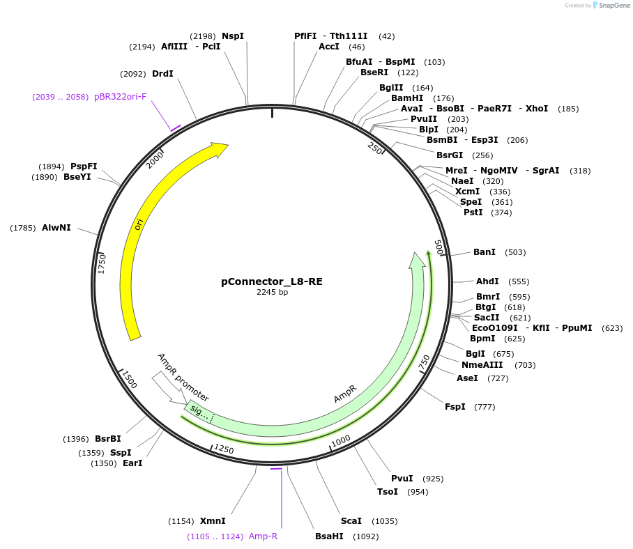 254033-plasmid-map-sequence-id-504983