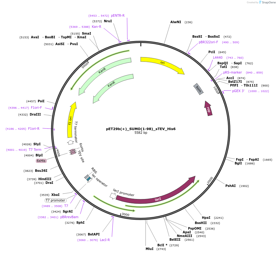 254139-plasmid-map-sequence-id-504984