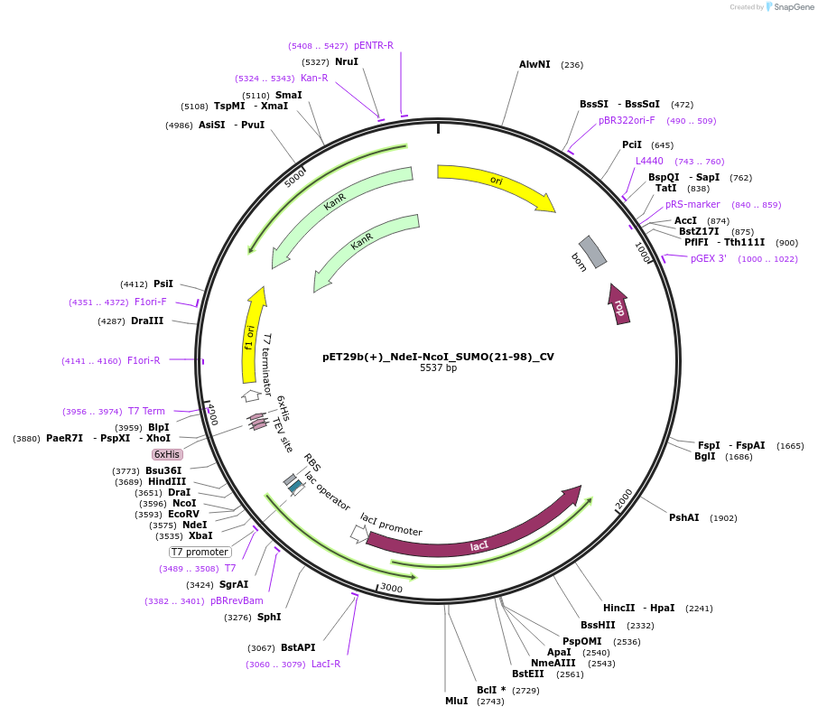 254142-plasmid-map-sequence-id-504985