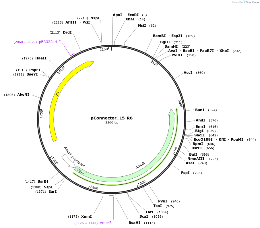 254029-plasmid-map-sequence-id-504986
