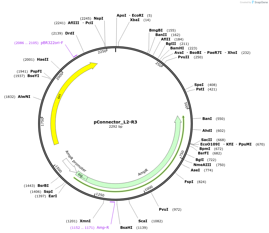 254024-plasmid-map-sequence-id-504987