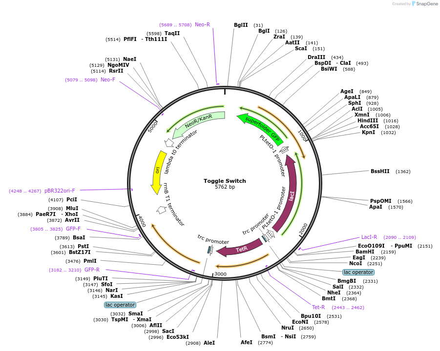 251146-plasmid-map-sequence-id-504988