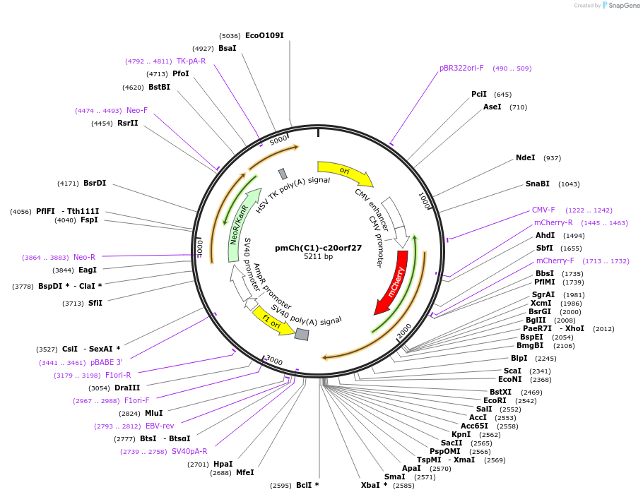 253079-plasmid-map-sequence-id-504989