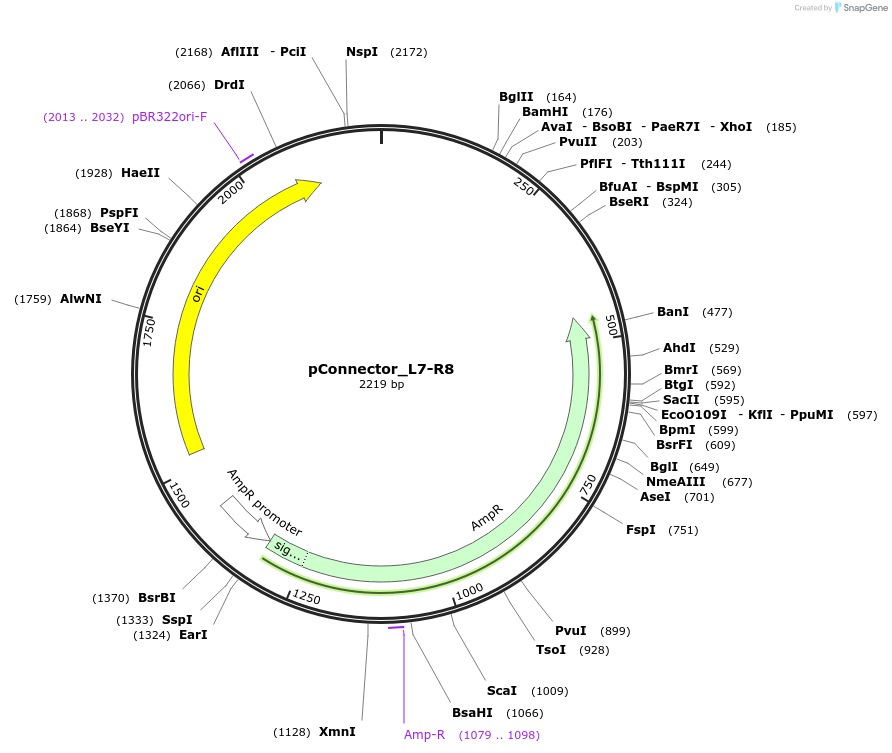 254031-plasmid-map-sequence-id-504990
