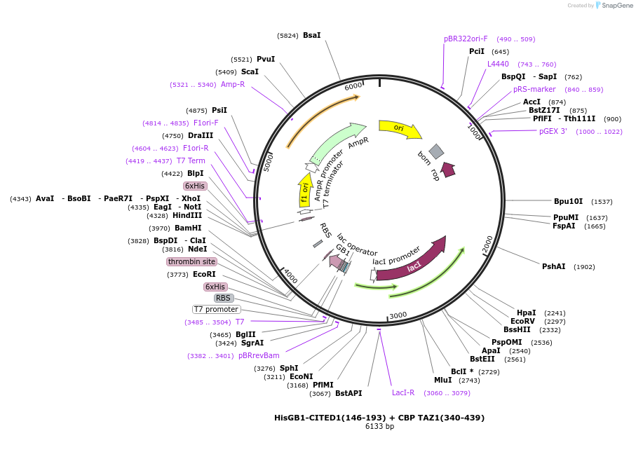 254286-plasmid-map-sequence-id-504992