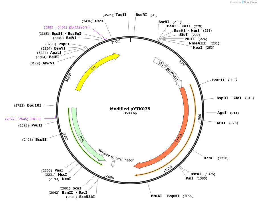 254020-plasmid-map-sequence-id-504993
