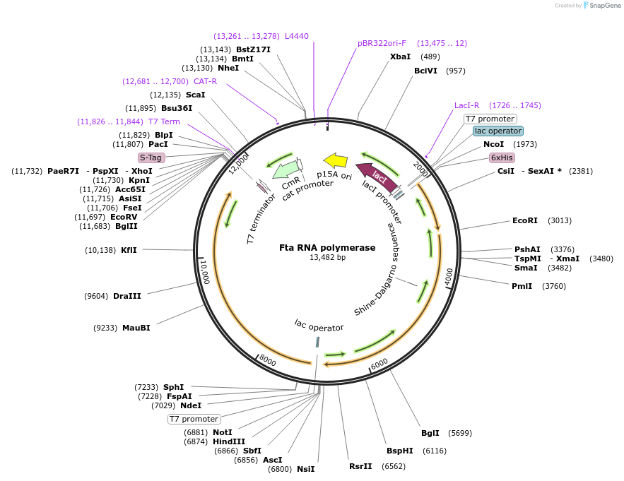 254269-plasmid-map-sequence-id-504994