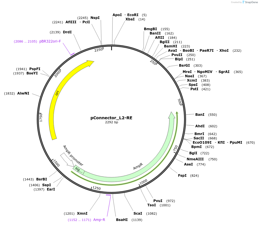 254025-plasmid-map-sequence-id-504996