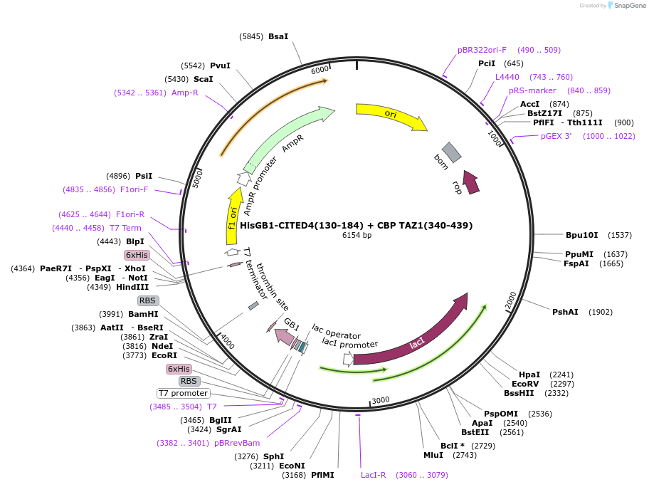 254288-plasmid-map-sequence-id-504998
