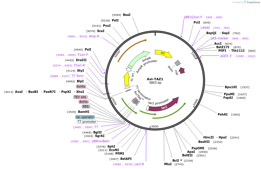 254289-plasmid-map-sequence-id-504999