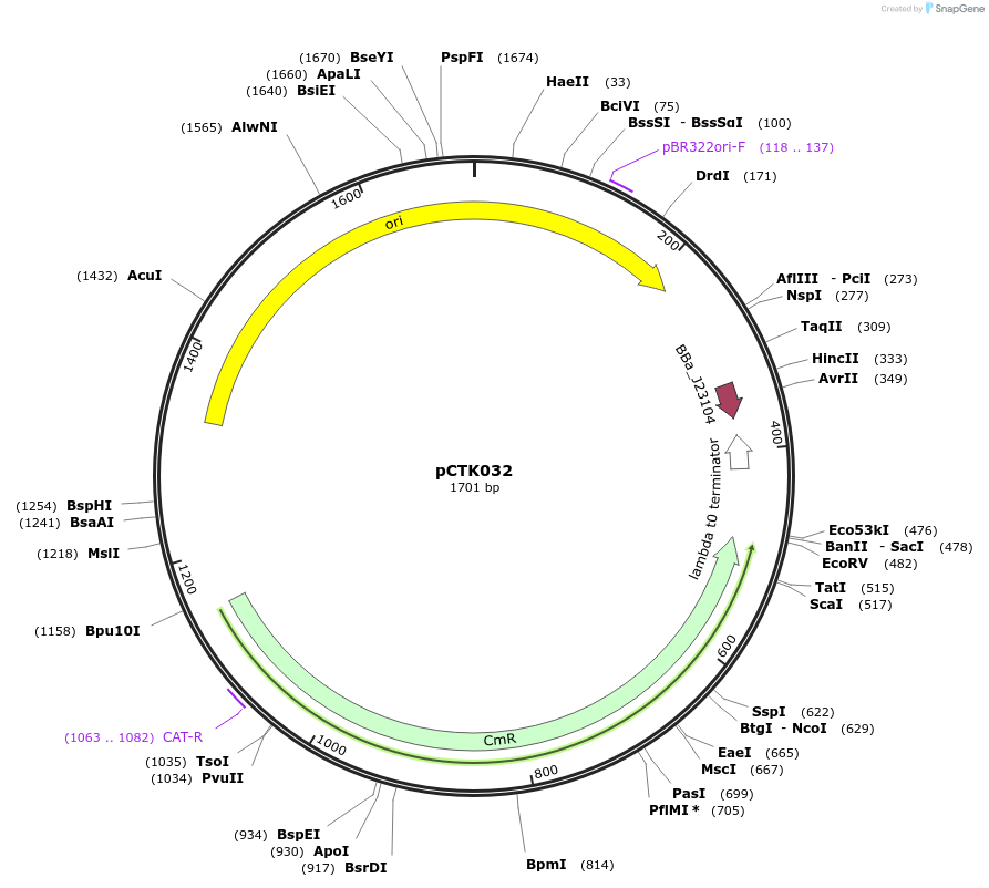 248395-plasmid-map-sequence-id-505028