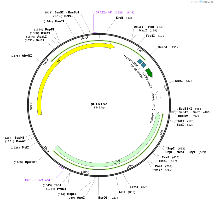 248495-plasmid-map-sequence-id-505037