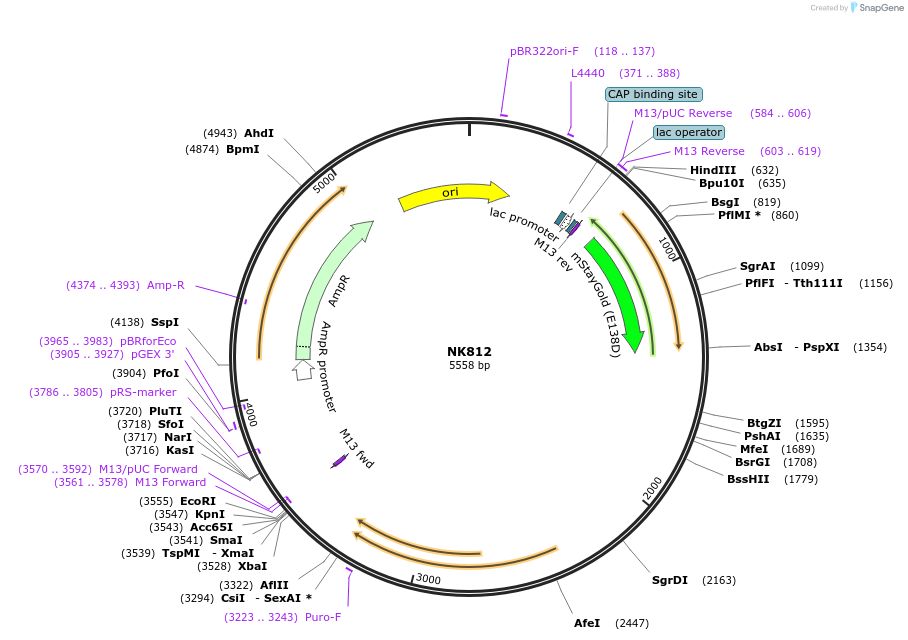 253995-plasmid-map-sequence-id-505095