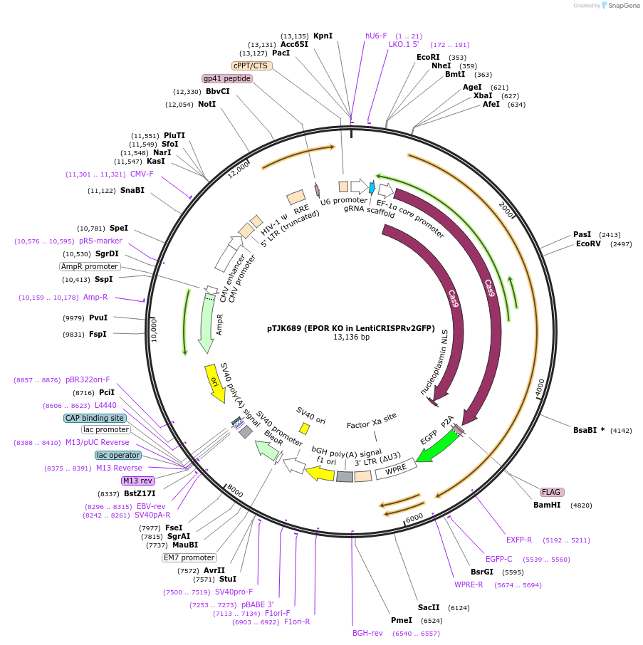 254393-plasmid-map-sequence-id-505104