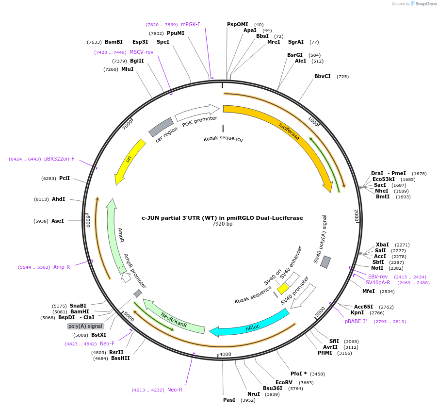 254391-plasmid-map-sequence-id-505106
