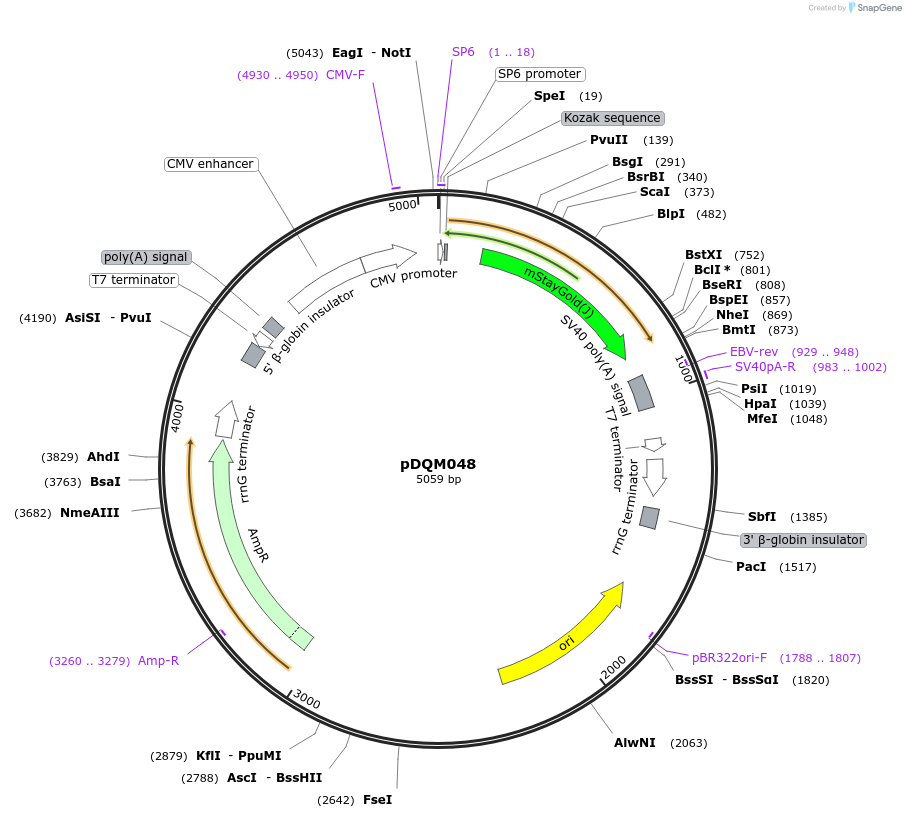 247634-plasmid-map-sequence-id-505111