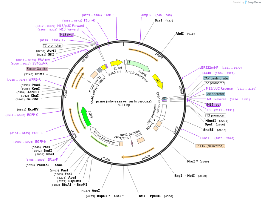 254385-plasmid-map-sequence-id-505115