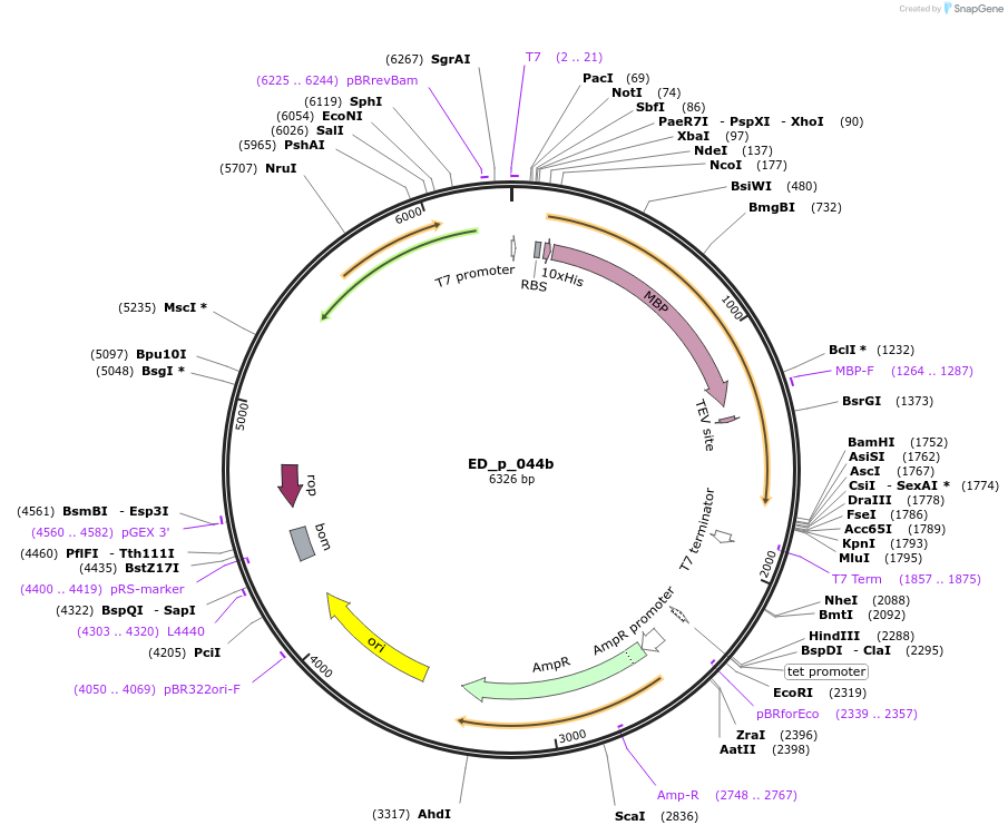 246072-plasmid-map-sequence-id-505128