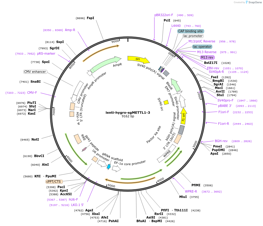 254416-plasmid-map-sequence-id-505129
