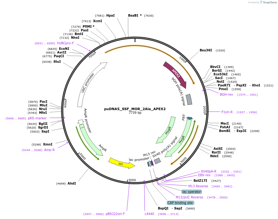 250760-plasmid-map-sequence-id-505133