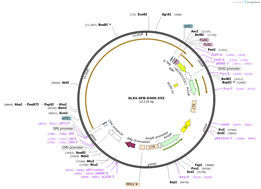 247859-plasmid-map-sequence-id-505150