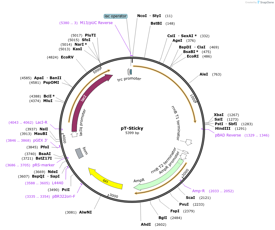 253286-plasmid-map-sequence-id-505167