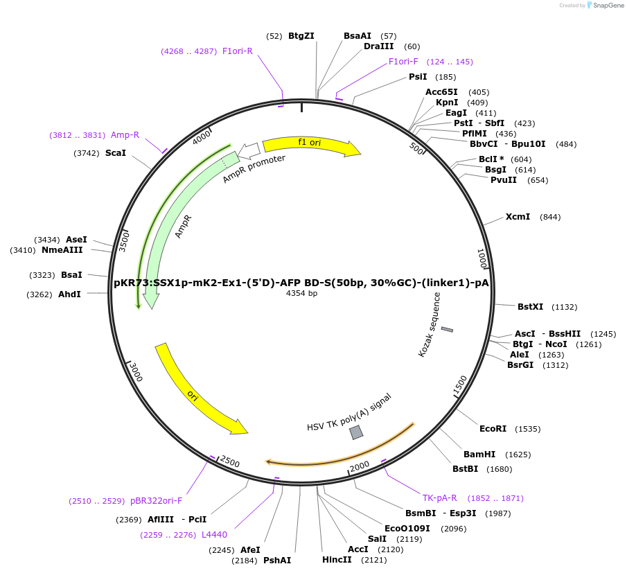 251285-plasmid-map-sequence-id-505175