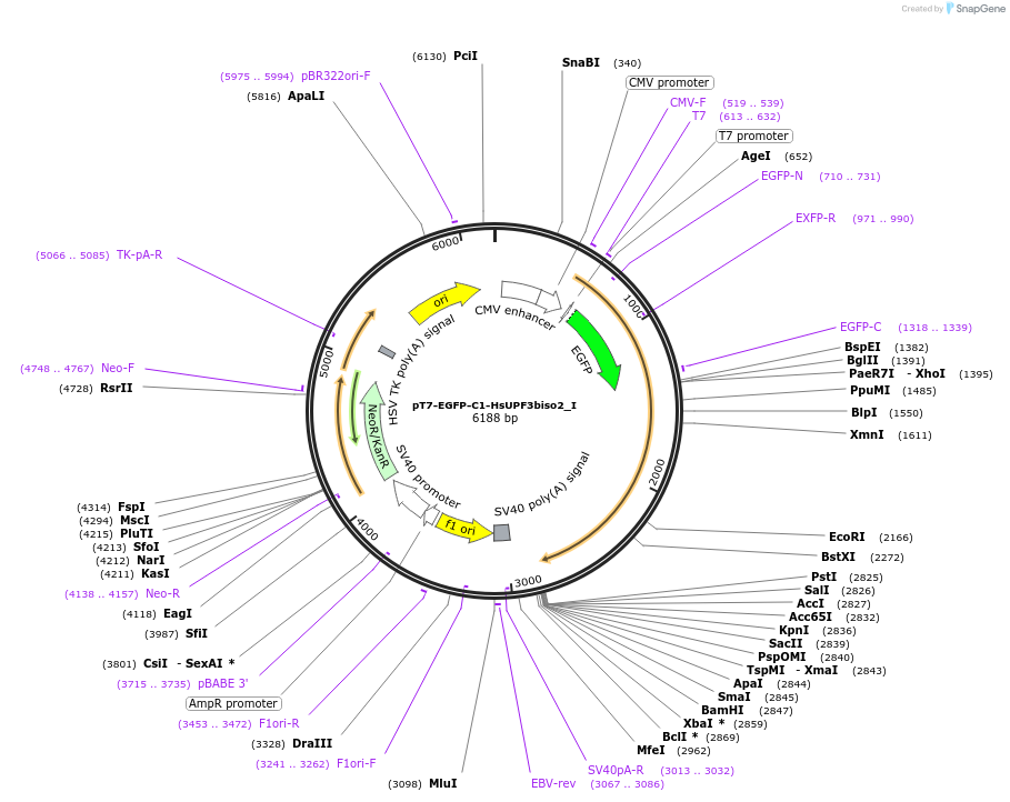 146574-plasmid-map-sequence-id-505192