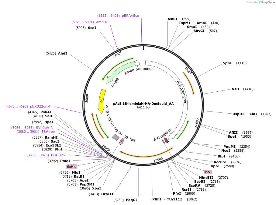 148229-plasmid-map-sequence-id-505195