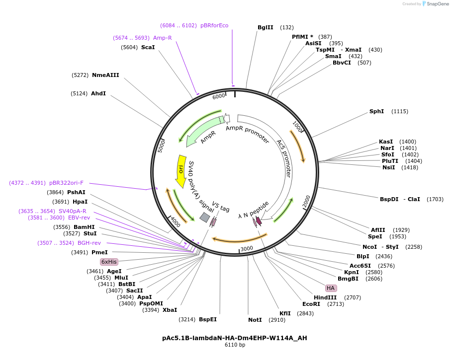 148909-plasmid-map-sequence-id-505196