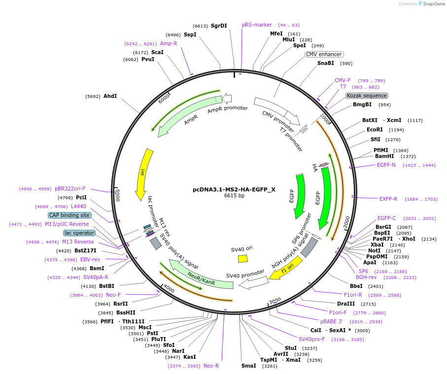 147925-plasmid-map-sequence-id-505198