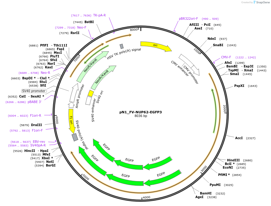 252747-plasmid-map-sequence-id-505202