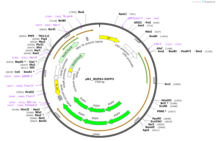 252748-plasmid-map-sequence-id-505204