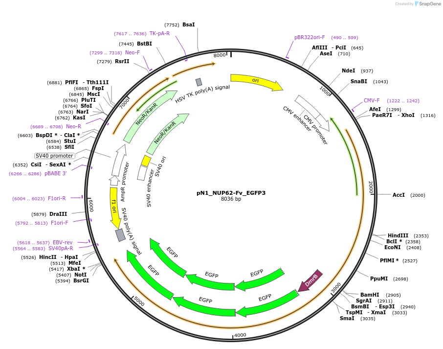 252749-plasmid-map-sequence-id-505207
