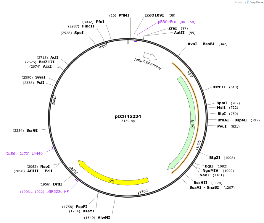 50276-plasmid-map-sequence-id-505210