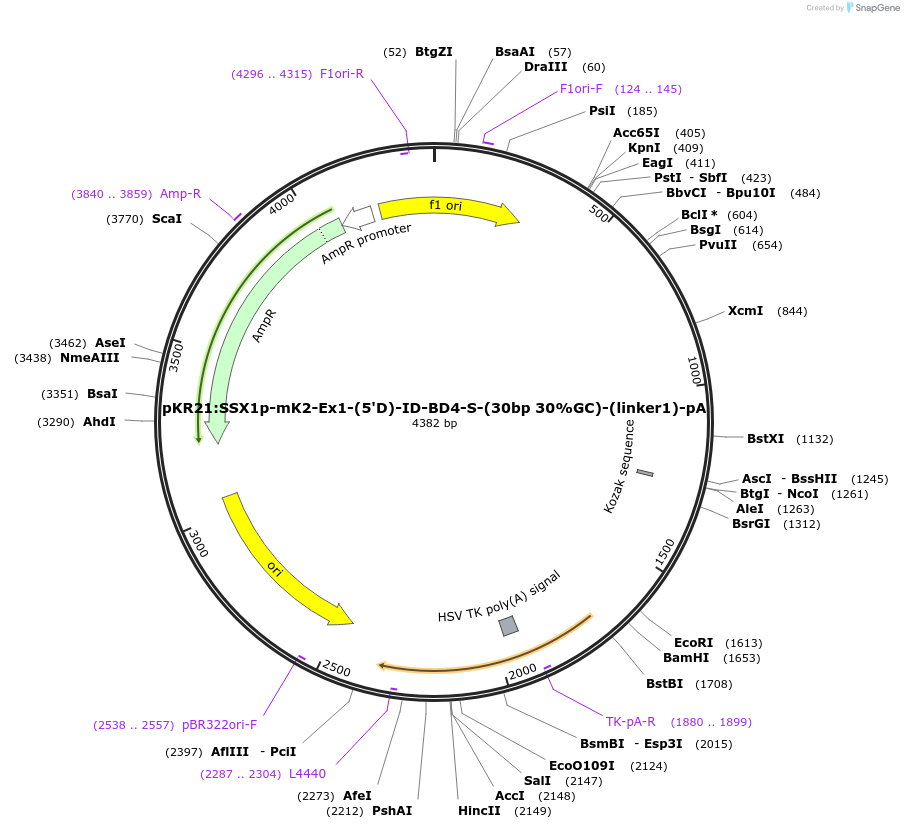 251279-plasmid-map-sequence-id-505222