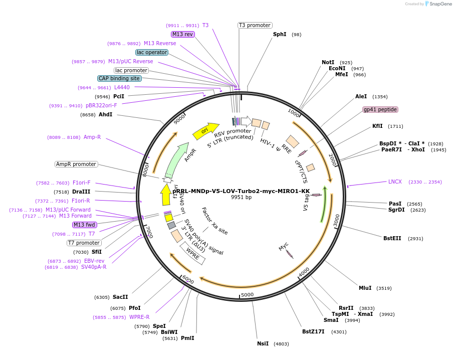 253800-plasmid-map-sequence-id-505229