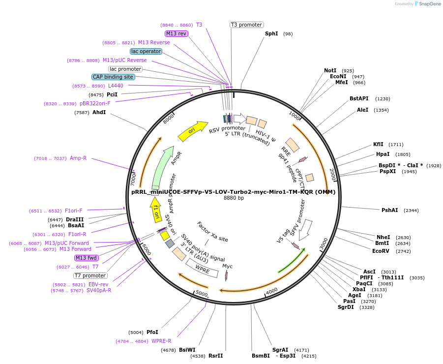 253807-plasmid-map-sequence-id-505231