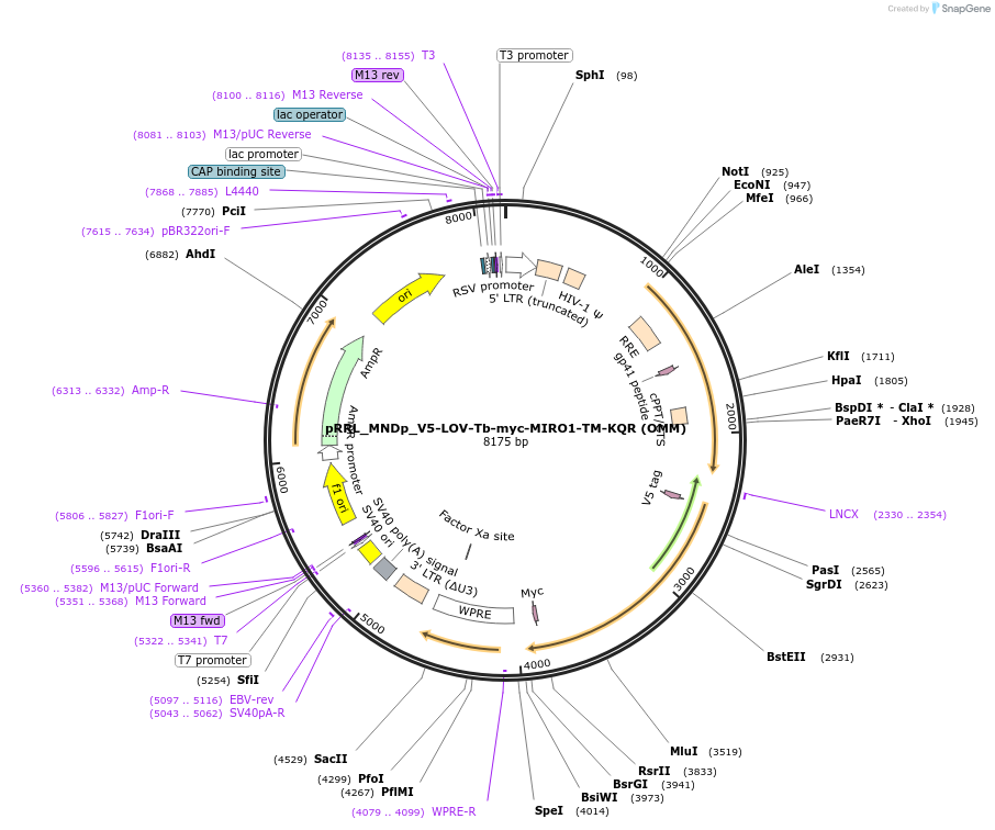 253802-plasmid-map-sequence-id-505247