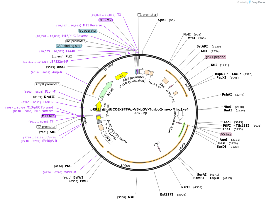 253806-plasmid-map-sequence-id-505248