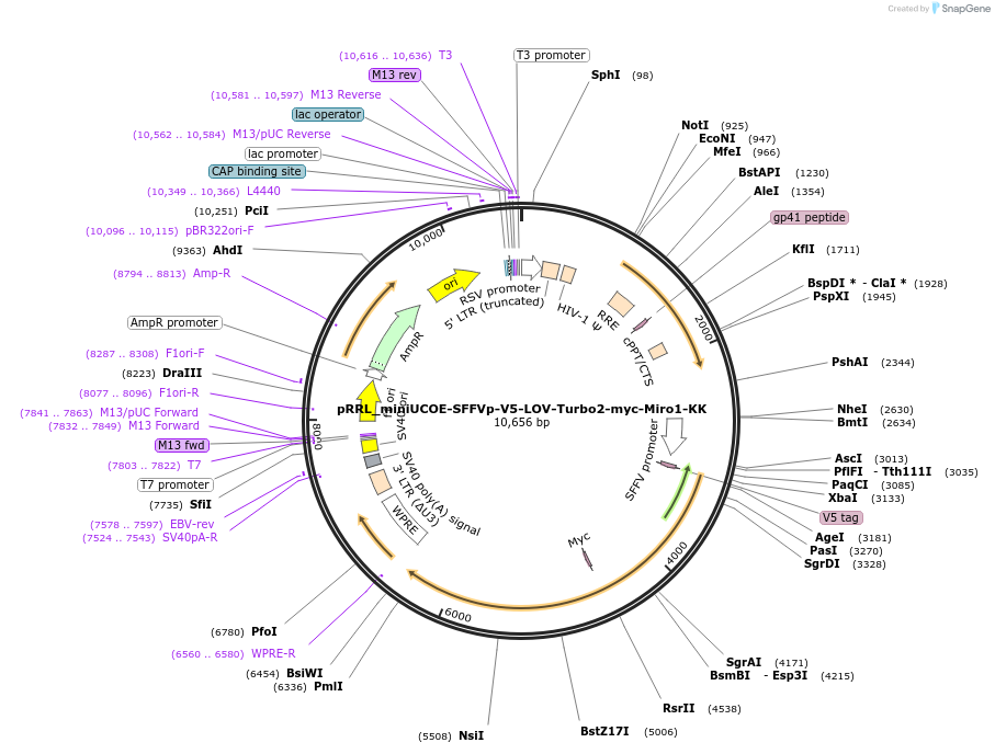 253805-plasmid-map-sequence-id-505252