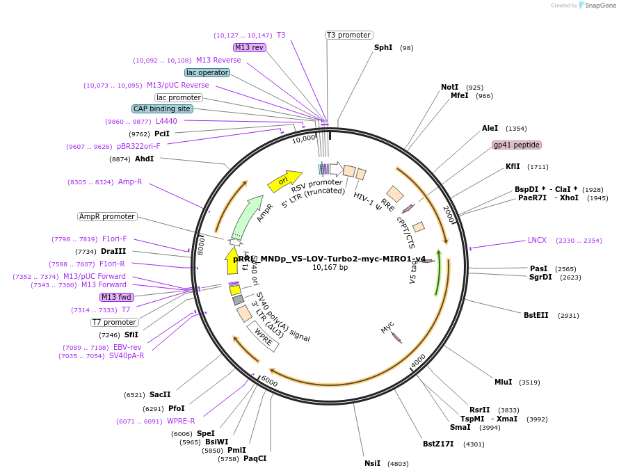 253801-plasmid-map-sequence-id-505255