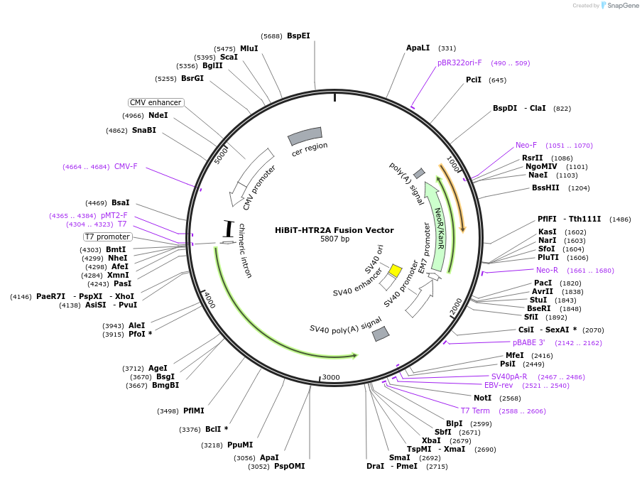 238585-plasmid-map-sequence-id-505271
