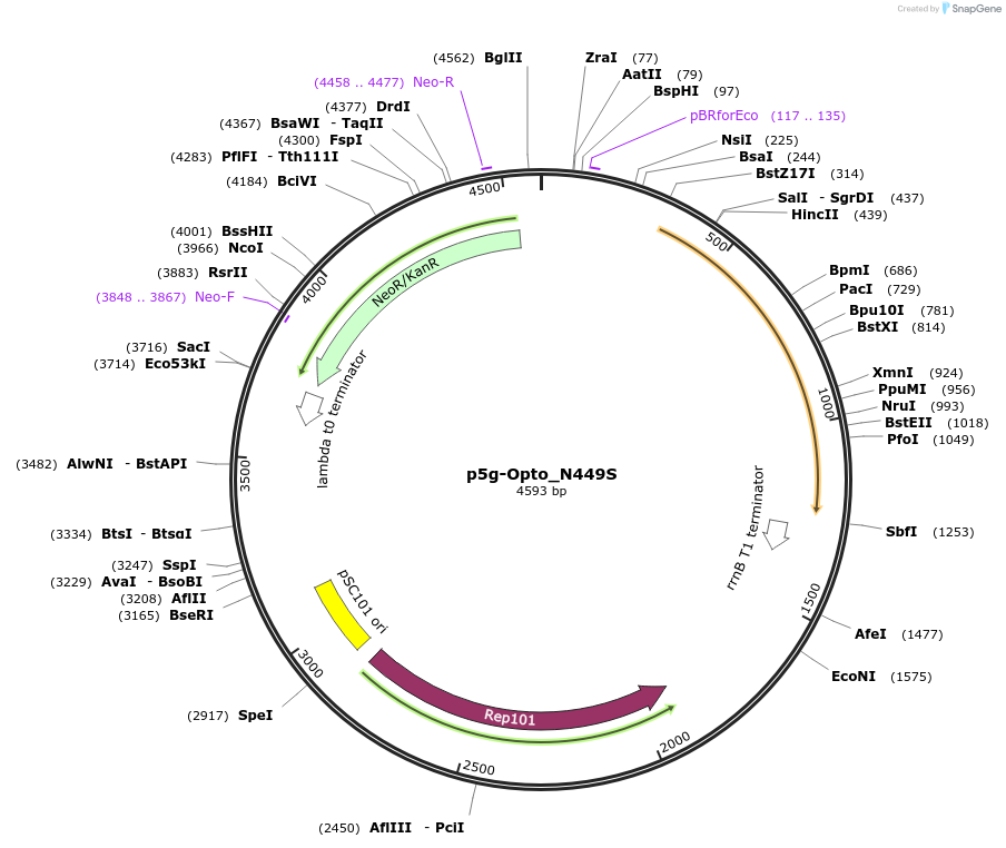 253285-plasmid-map-sequence-id-505272