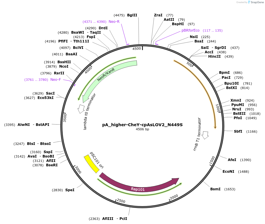253259-plasmid-map-sequence-id-505273