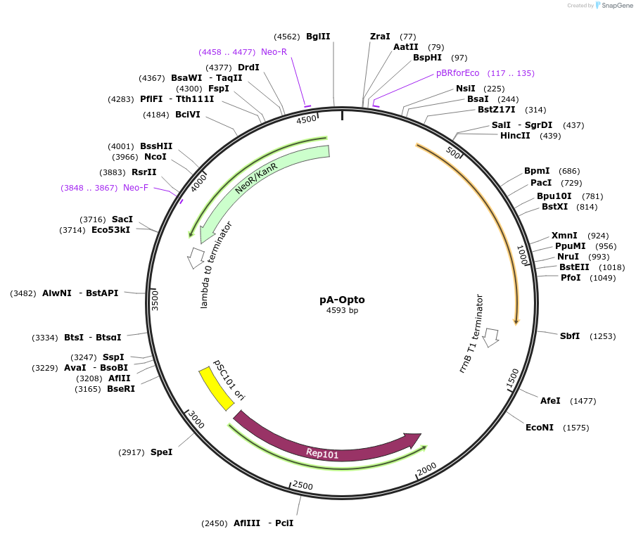 253255-plasmid-map-sequence-id-505274